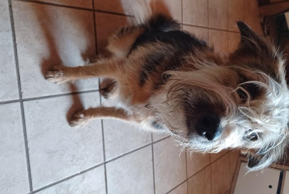 Vermësstemeldung Hond kräizung Weiblech , 55 joer Ardon Suisse
