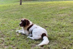 Vermësstemeldung Hond  Männlech , 8 joer Avilly-Saint-Léonard France