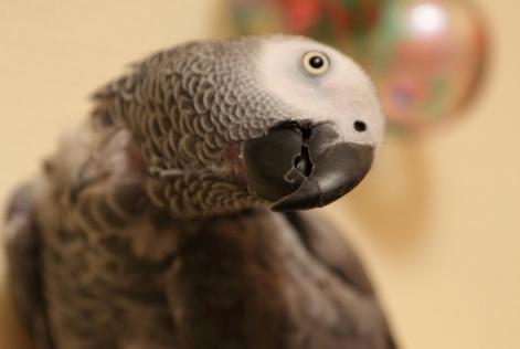 Verdwijningsalarm Vogel Vrouwtje Hollenfels Luxemburg