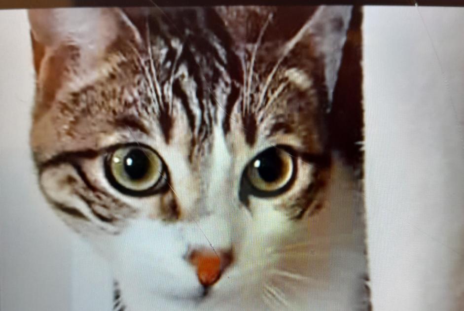 Verdwijningsalarm Kat rassenvermenging Mannetje , 3 jaar Saint-Christol-lès-Alès Frankrijk