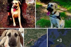 Verdwijningsalarm Hond rassenvermenging Vrouwtje , 3 jaar Roquebrune-sur-Argens Frankrijk