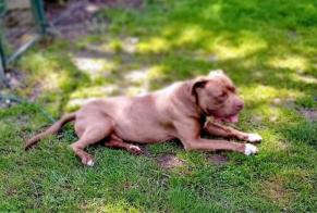 Ontdekkingsalarm Hond rassenvermenging Mannetje , 1 jaar Garigny Frankrijk