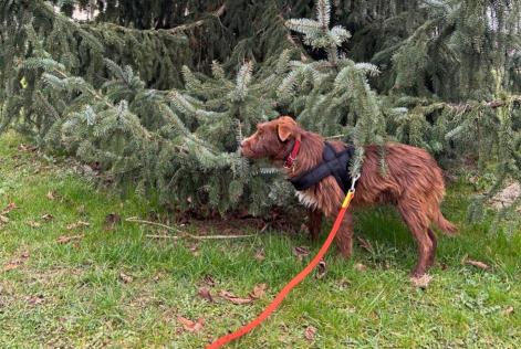 Verdwijningsalarm Hond Mannetje , 1 jaar Strassen Luxemburg