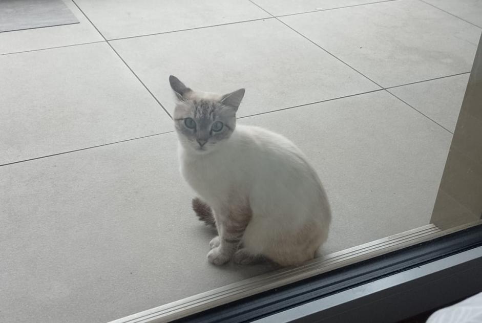 Kat Gevonden in Luxembourg (Luxembourg, Luxemburg)  - Ontdekking Pet Alert melding nr. 373677