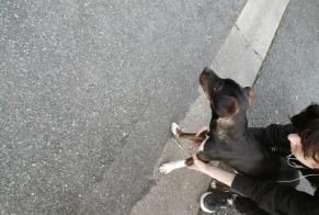 Alerta descoberta Cão cruzamento Desconhecido Aubin France