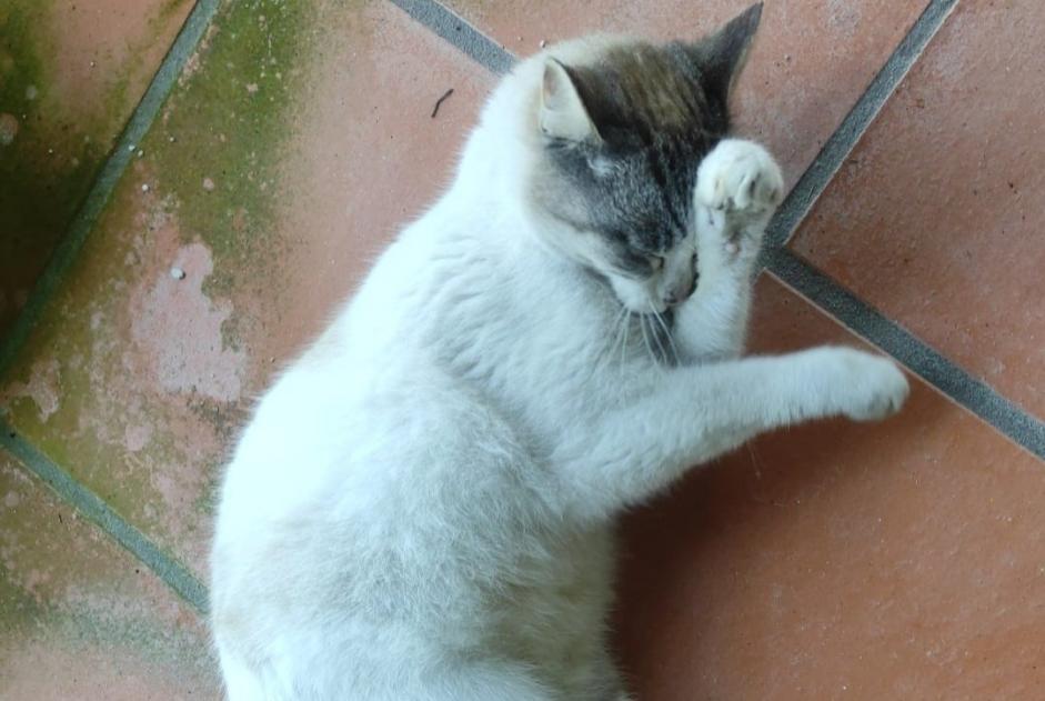 Alerta descoberta Gato Fêmea , 1 ano Raimonda Portugal