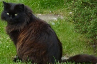 Alerta desaparecimento Gato  Macho , 3 anos Entraigues-sur-la-Sorgue France