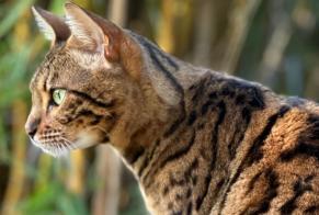 Alerta desaparecimento Gato  Fêmea , 7 anos Vandoncourt France