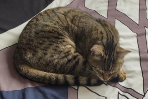 Alerta desaparecimento Gato  Fêmea , 2 anos Saint-Méard France